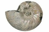 One Side Polished, Pyritized Fossil Ammonite - Russia #174989-2